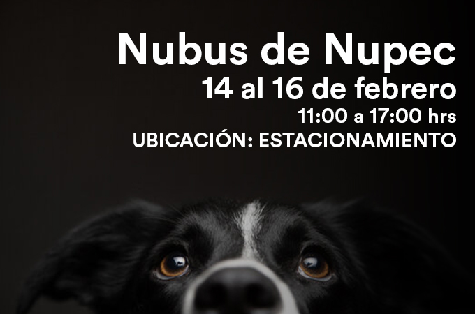 Nubus de Nupec